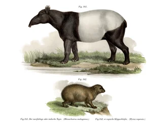 Tapir asiatico, 1860
